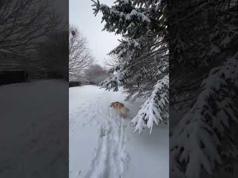 My morning walk with Lola after the Big Snow Storm