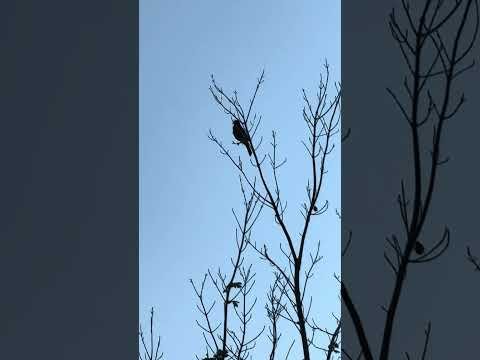 Robin Morning Song