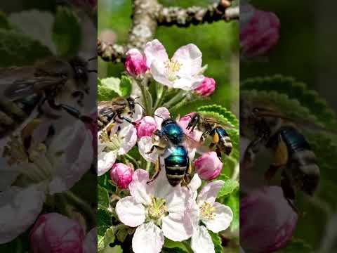 Return of the Blue Calamintha Bee (Osmia calaminthae)