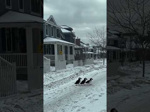 Merry Puffin Christmas from Canada   !