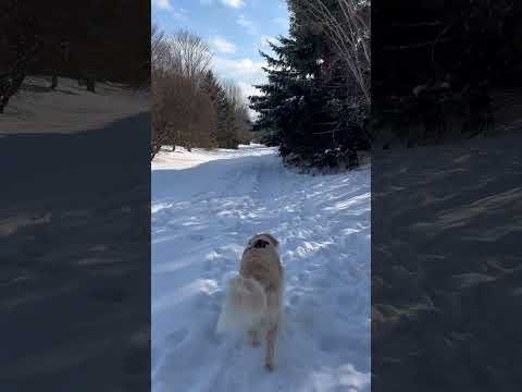 Hive Lola Shorts - Searching for the Small Restaurant in the Forest