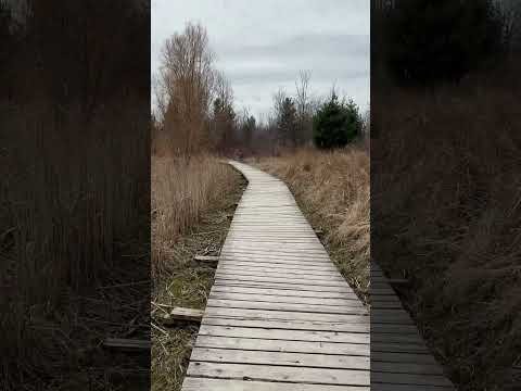 My morning walk with Lola in the Marsh