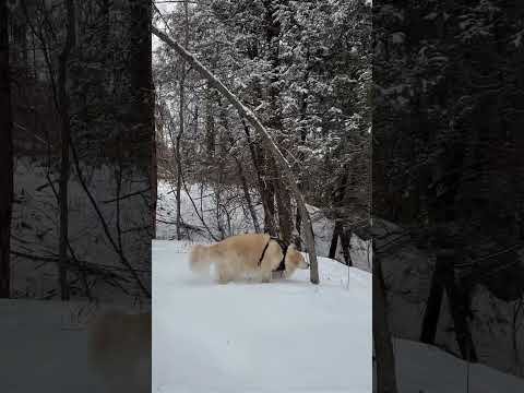 Winter has returned again #canada