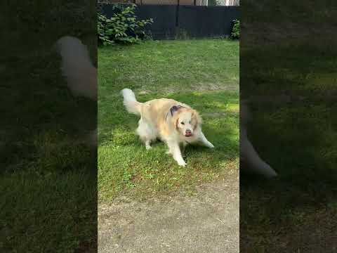 My Actifit Report Card : 10,000 Steps with Lola the Golden Retriever