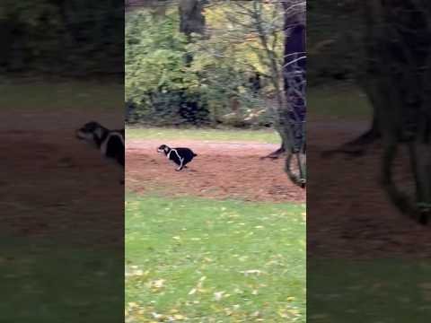 Clover chasing Squirrels