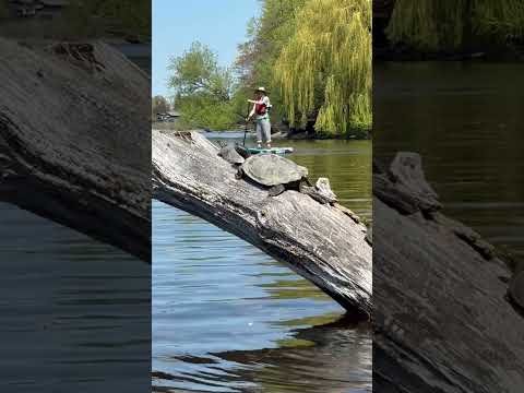 A family of Turtles on a fallen Tree