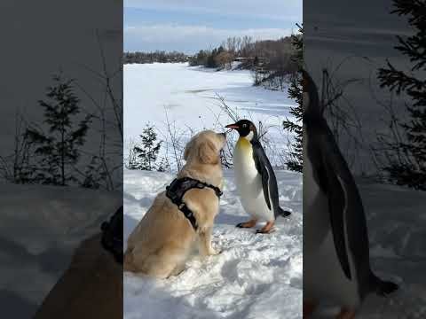 Lola and the Penguin