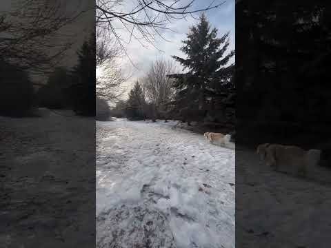 After the Ice Storm #film