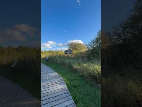 Morning walk in the Marsh  #sportstalk