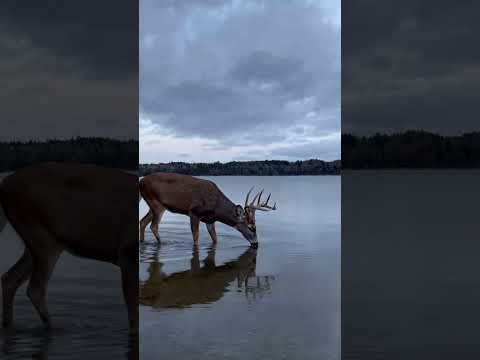 A calm day on Deer Lake