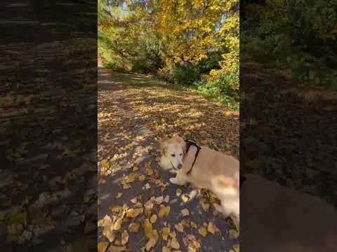 In search of the Great Pumpkin