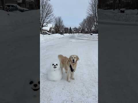 Hive Shorts - Snow buddy