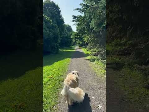 My Epic  Morning Walk with Lola #actifit