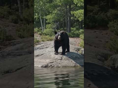 Bigfoot on Canoe Lake - Algonquin Park Canada