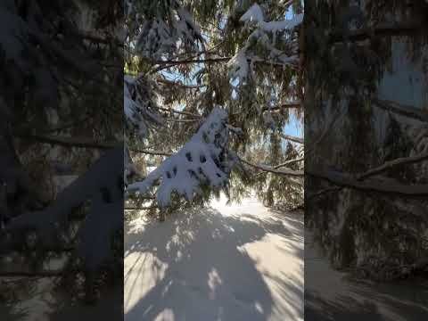 Hive Snow Shorts : Cold snap