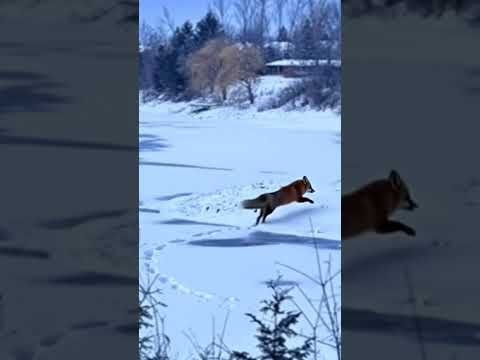 Fox Trot NFT on BASE  $fox