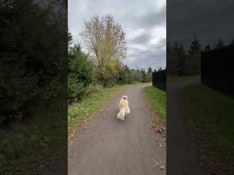 Morning walk with Lola