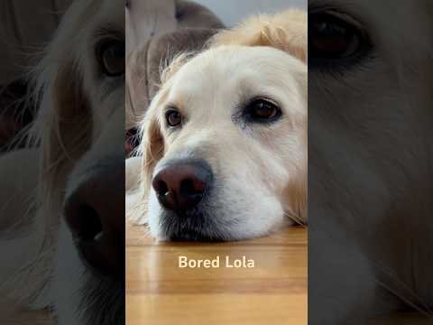 YouTube Shorts : Bored Lola #actifit