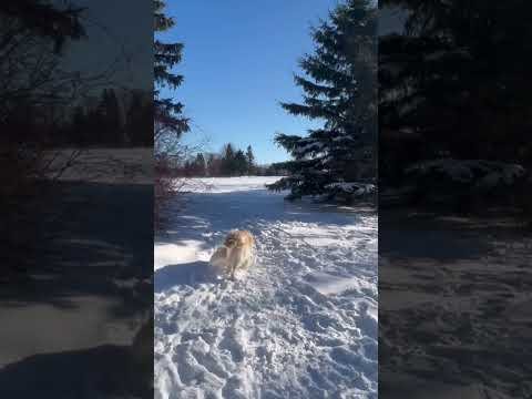 Morning walk with Lola on SportsTalkSocial.com