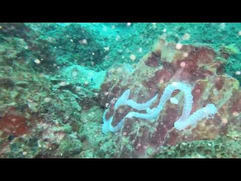 Watch our dive at Seedana