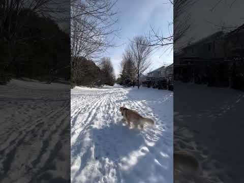 Mele Kalikimaka is the thing to say