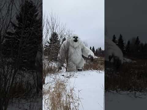 The Yeti on Base