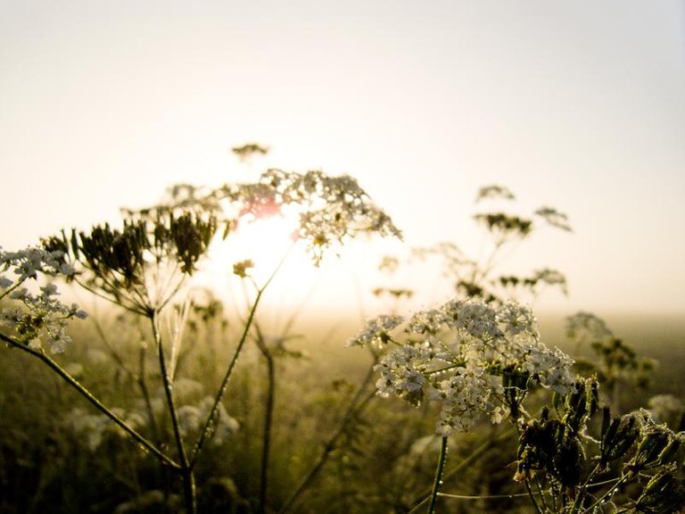 nature photography flowers morning