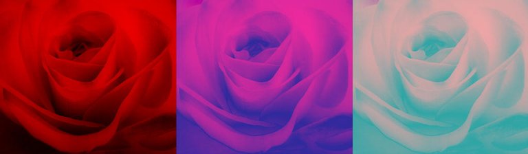 Photography roses playfulfoodie