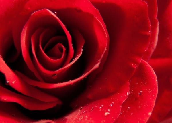Photography rose macro playfulfoodie nature