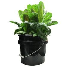 Bucket Kratky