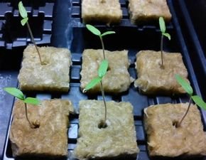 Seedlings just sprouted in rockwool