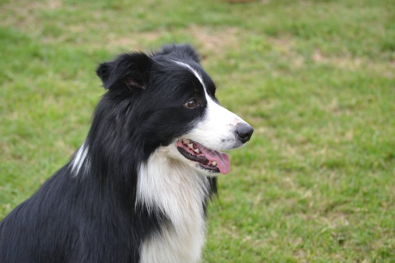 KiliBorderCollieGirl