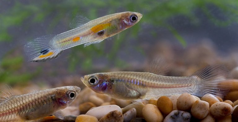 Guppies (Poecilia reticulata)