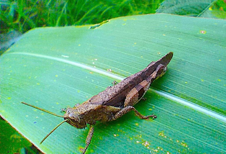 https://inaturalist-open-data.s3.amazonaws.com/photos/521909218/large.jpg