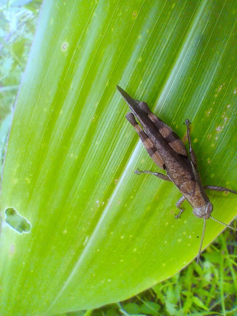 https://inaturalist-open-data.s3.amazonaws.com/photos/521909270/large.jpg