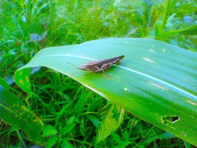 https://inaturalist-open-data.s3.amazonaws.com/photos/521909304/large.jpg