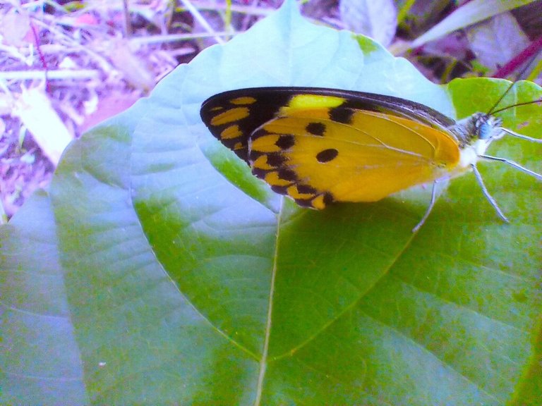 https://inaturalist-open-data.s3.amazonaws.com/photos/522385129/large.jpg