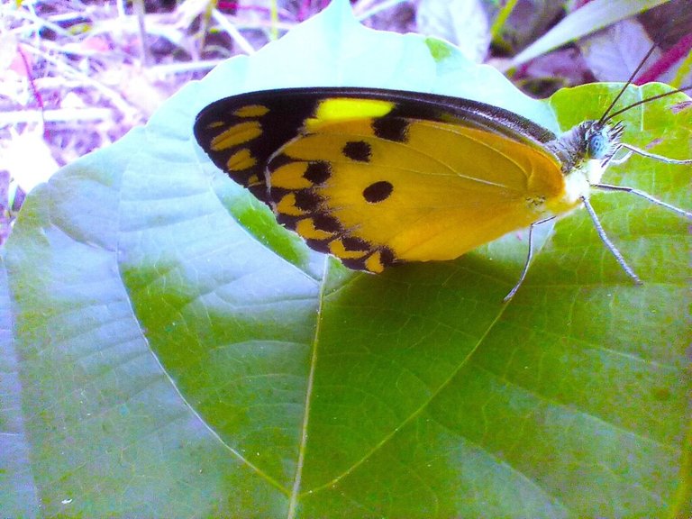 https://inaturalist-open-data.s3.amazonaws.com/photos/522385153/large.jpg
