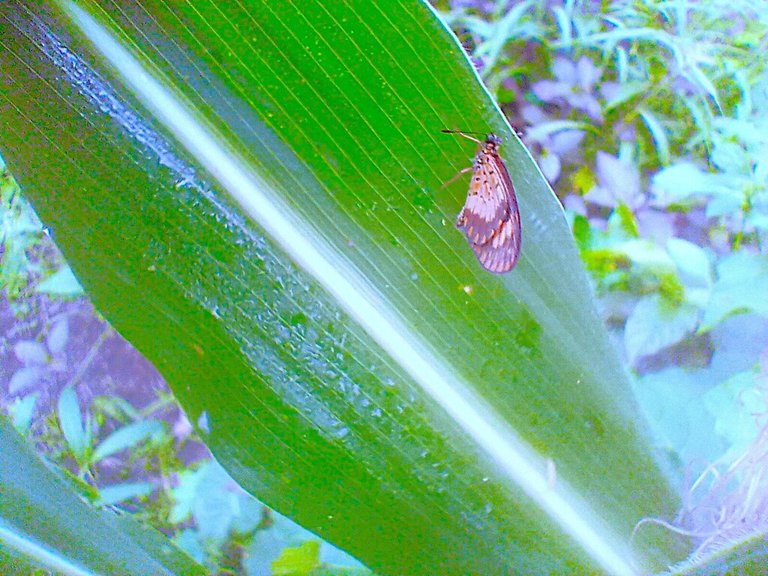 https://inaturalist-open-data.s3.amazonaws.com/photos/522385329/large.jpg