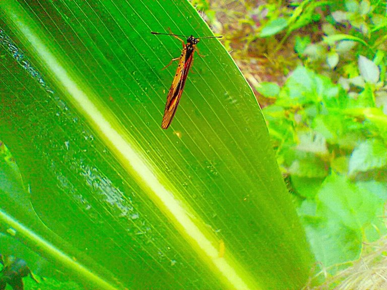https://inaturalist-open-data.s3.amazonaws.com/photos/522385404/large.jpg