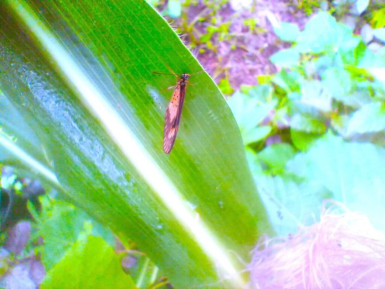 https://inaturalist-open-data.s3.amazonaws.com/photos/522385520/large.jpg