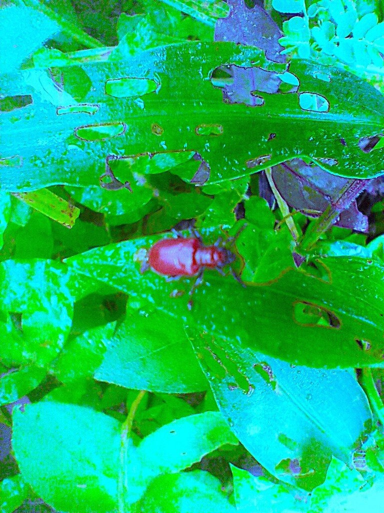 https://inaturalist-open-data.s3.amazonaws.com/photos/522857701/large.jpg