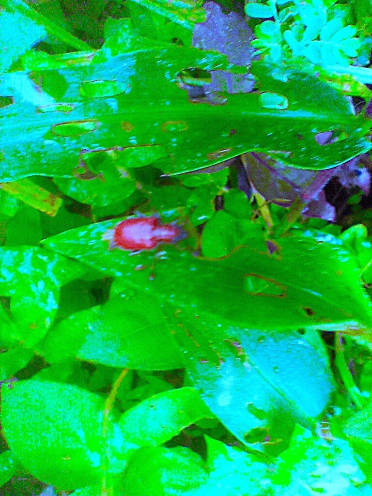 https://inaturalist-open-data.s3.amazonaws.com/photos/522857709/large.jpg