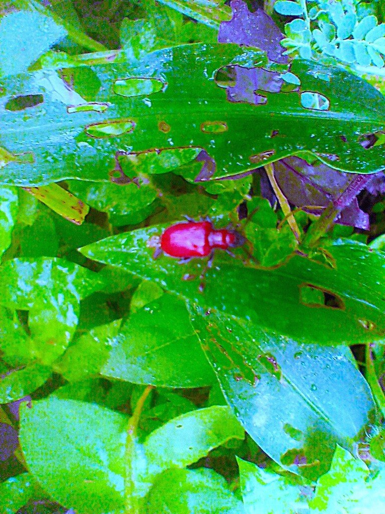https://inaturalist-open-data.s3.amazonaws.com/photos/522857712/large.jpg