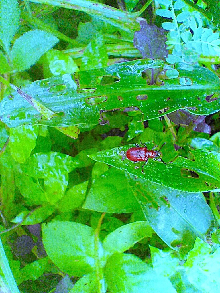 https://inaturalist-open-data.s3.amazonaws.com/photos/522857716/large.jpg