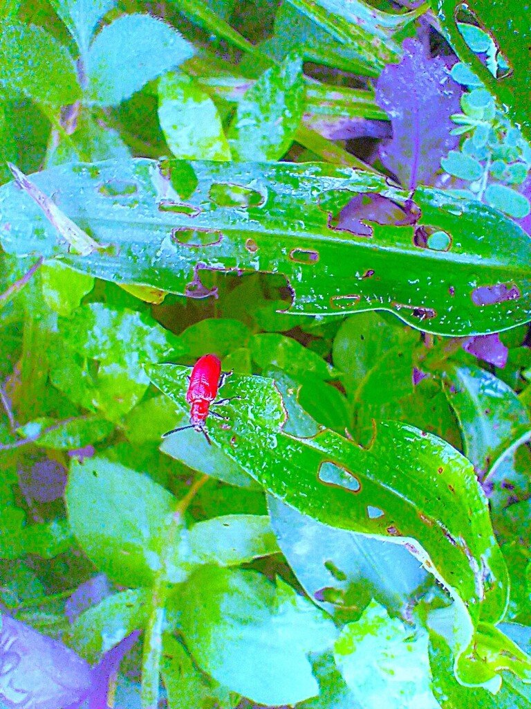 https://inaturalist-open-data.s3.amazonaws.com/photos/522857727/large.jpg