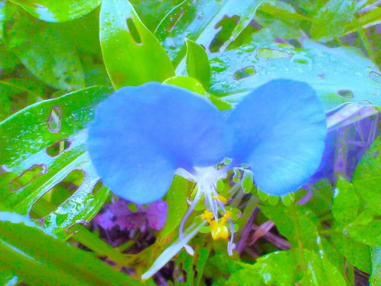 https://inaturalist-open-data.s3.amazonaws.com/photos/522863106/large.jpg