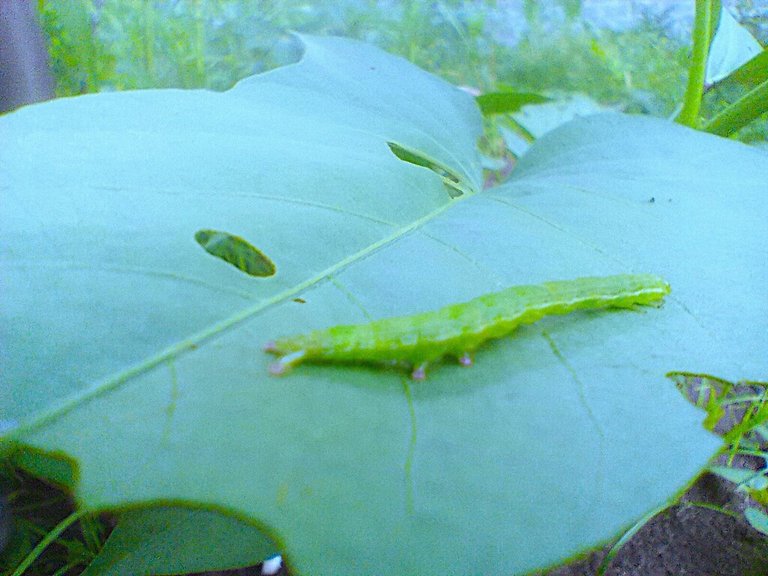 https://inaturalist-open-data.s3.amazonaws.com/photos/523447959/large.jpg