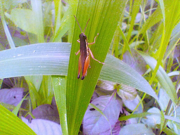 https://inaturalist-open-data.s3.amazonaws.com/photos/523467386/large.jpg