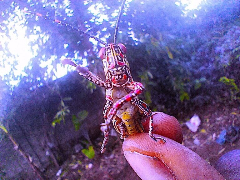 https://inaturalist-open-data.s3.amazonaws.com/photos/523975291/large.jpg